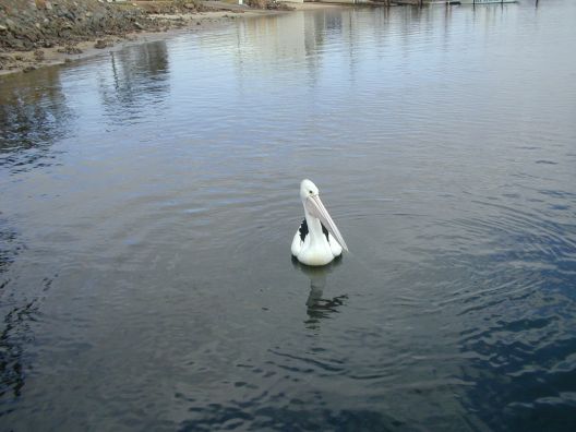 a nice pelican, swimming by ...