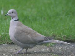 The Eurasian Collared Dove (Streptopelia decaocto) is a typical and widespread member of this genus